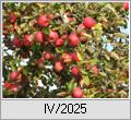 4. Quartal 2025