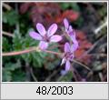 Reiherschnabel (Erodium cicutarium)