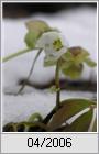 Christrose (Helleborus niger)