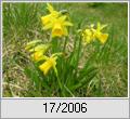 Kleine Gartennarzisse (Narcissus minor)
