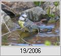 Blaumeise (Parus caeruleus) beim Bad