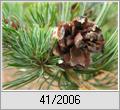 Mädchenkiefer (Pinus parviflora f. glauca)