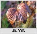 Echtes Mädesüß (Filipendula ulmaria) im Herbst