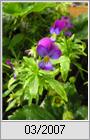 Stiefmütterchen (Viola tricolor)