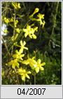 Chinesischer Winterjasmin (Jasminum nudiflorum)