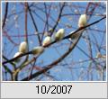 Purpurweide (Salix purpurea)