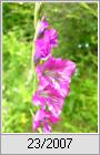 Dachziegel-Siegwurz (Gladiolus imbricatus)