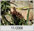Feuerwanze (Pyrrhocoris apterus) in der Sonne