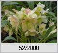Christrose in Blüte (Helleborus niger)