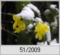 Winterjasmin (Jasminum nudiflorum) im Schnee