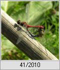 Paarungsrad der Blutroten Heidelibelle (Sympetrum sanguineum)