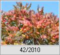Farbenpracht des Essigbaums (Rhus hirta)