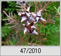 Morgenlndischer Lebensbaum (Platycladus orientalis)