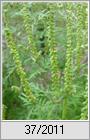Beifußblättriges Traubenkraut (Ambrosia artemisiifolia)