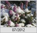 Schneeheide (Erica carnea)