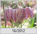 Schachbrettblume (Fritillaria meleagris)