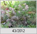 Hasenklee (Trifolium arvense)