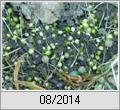 Wunderlauch (Allium paradoxum)