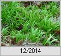 Wunderlauch (Allium paradoxum)