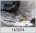 Blaumeise (Parus caeruleus) beim Bad