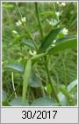 Schwalbenwurz (Vincetoxicum hirundinaria) Blte und Frucht