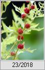 Erbeerspinat (Blitum virgatum)