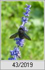 Blauschwarze Holzbiene (Xylocopa violacea)