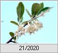 Blühende Ölweide (Elaeagnus multiflora)