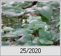 Zweiblättrige Schattenblume (Maianthemum bifolium)
