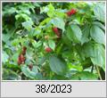 Himbeere (Rubus idaeus)