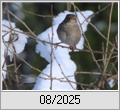 Der Schnee strt