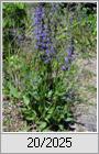 Wiesensalbei (Salvia pratensis)