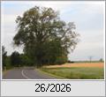 Kahlfra�