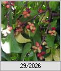 �berangebot
