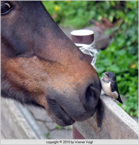 Pony mit junger Rauchschwalbe (Hirundo rustica)